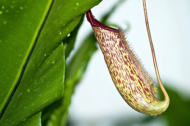 Reflexiones: Ideas para la investigación en anatomía vegetal-Estudios ontogenéticos