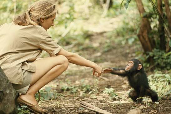 Dra. Jane Goodall: Una vida dedicada al estudio de los primates, la paz y la conservación del planeta