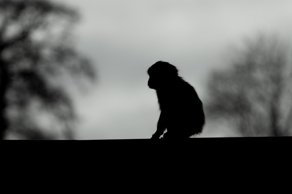 ACFIMAN: El caso del macaco Punch, aunque enternece, puede incitar el mascotismo y el tráfico ilegal de especies