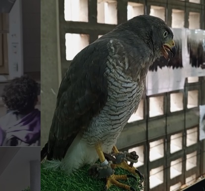Un Paseo por la Zoología: la exposición destacada de la segunda fecha de las JIE 2026