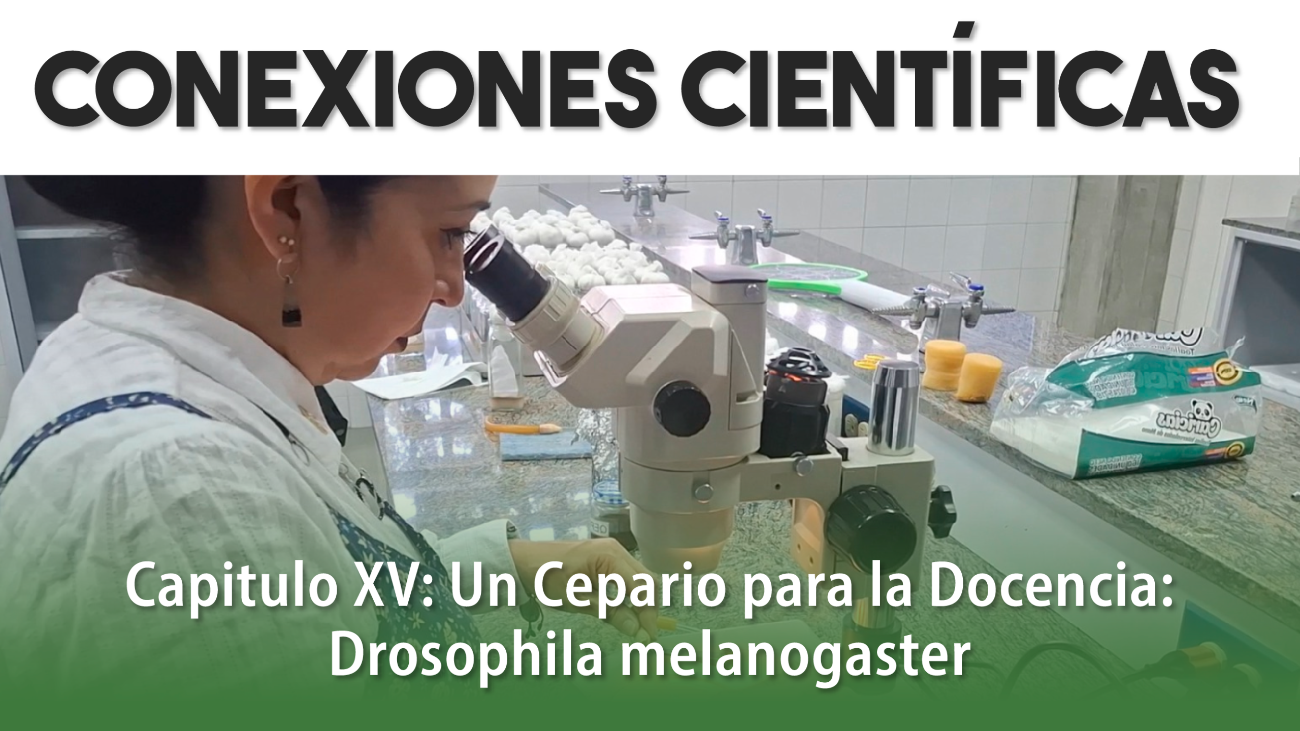 Conexiones Cientificas-Drosophila melanogaster